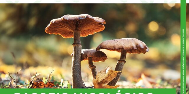 passeio_micologico_web