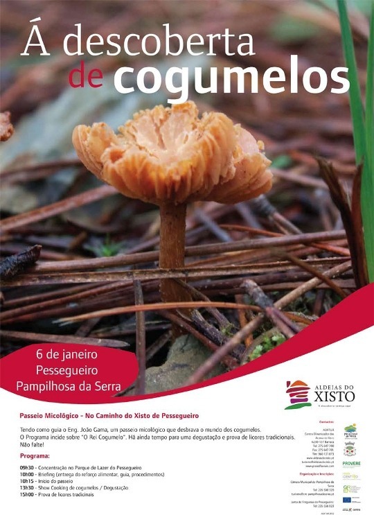 À Descoberta de Cogumelos – O Rei Cogumelo